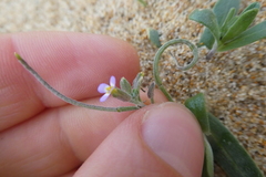 Malcolmia ramosissima