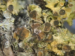 Xanthoriicola physciae