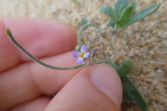 Malcolmia ramosissima