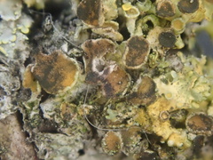 Xanthoriicola physciae