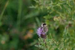 Bombus veteranus