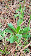 Osbertia stolonifera