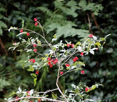 Ochna serrulata