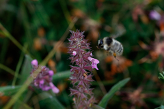Bombus veteranus