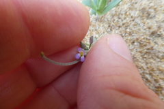 Malcolmia ramosissima