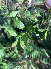 Phyllocladus aspleniifolius