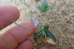 Malcolmia ramosissima