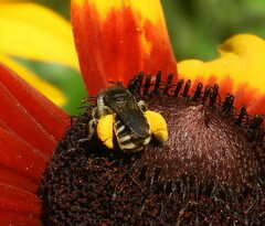 Melissodes illatus