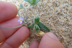 Malcolmia ramosissima