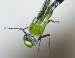 Anax concolor