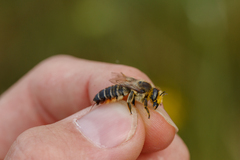 Megachile maritima