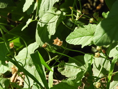Convolvulus crenatifolius