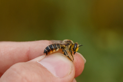 Megachile maritima