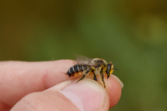 Megachile maritima