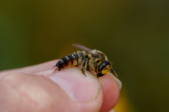Megachile maritima