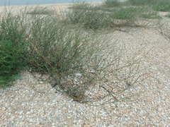 Polygonum equisetiforme