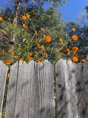Cosmos sulphureus