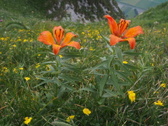 Lilium bulbiferum