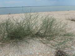 Polygonum equisetiforme