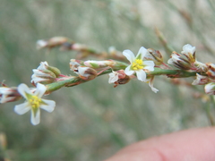 Polygonum equisetiforme