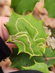 Phytomyza opacae