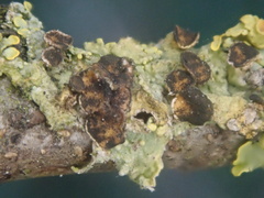 Xanthoriicola physciae