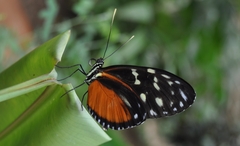 Heliconius hecale