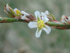 Polygonum equisetiforme