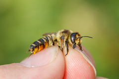 Megachile maritima