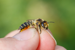 Megachile maritima