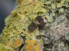 Xanthoriicola physciae