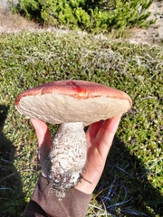 Leccinum manzanitae