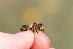 Megachile maritima