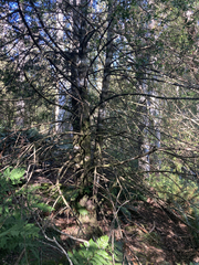 Phyllocladus aspleniifolius