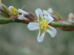 Polygonum equisetiforme