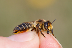 Megachile maritima