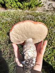 Leccinum manzanitae