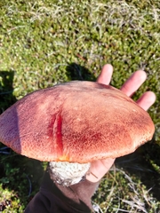 Leccinum manzanitae