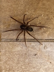Xeropigo