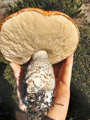 Leccinum manzanitae