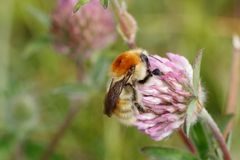 Bombus muscorum