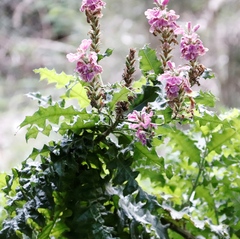 Acanthus polystachyus