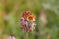 Bombus muscorum