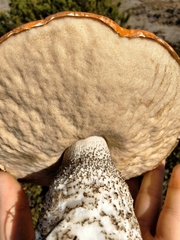 Leccinum manzanitae