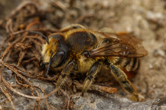 Megachile maritima