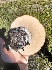 Leccinum manzanitae