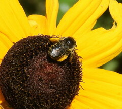 Melissodes illatus