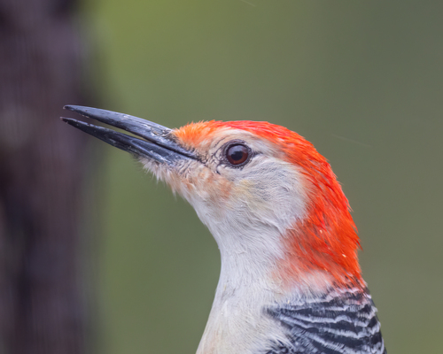 Red-bellied Woodpecker, photo 9 of 10