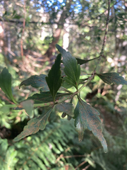 Phyllocladus aspleniifolius