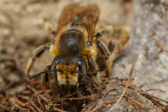 Megachile maritima